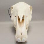 Real Horse Skeleton – Disarticulated – 11339.9814 g