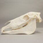 Real Horse Skeleton – Disarticulated – 11339.9814 g