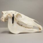 Real Horse Skeleton – Disarticulated – 11339.9814 g