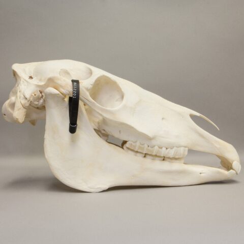 Real Horse Skeleton - Disarticulated - 11339.9814 g