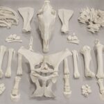Real Horse Skeleton – Disarticulated
