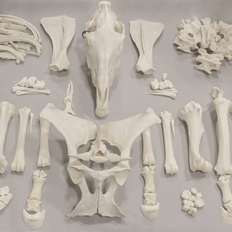 Real Horse Skeleton - Disarticulated