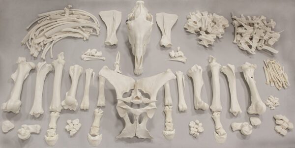 Real Horse Skeleton – Disarticulated