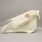 Real Horse Skeleton – Disarticulated