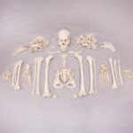 Real Human Skeleton – Custom Disarticulated