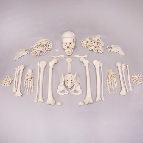 Real Human Skeleton - Custom Disarticulated