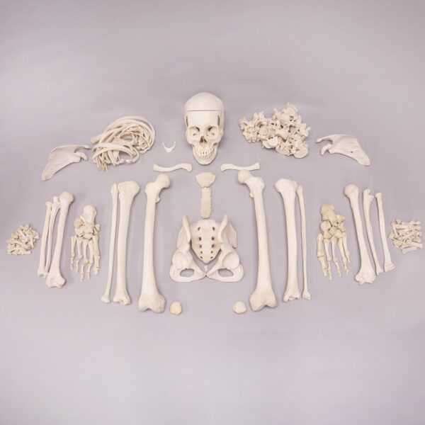 Real Human Skeleton – Custom Disarticulated