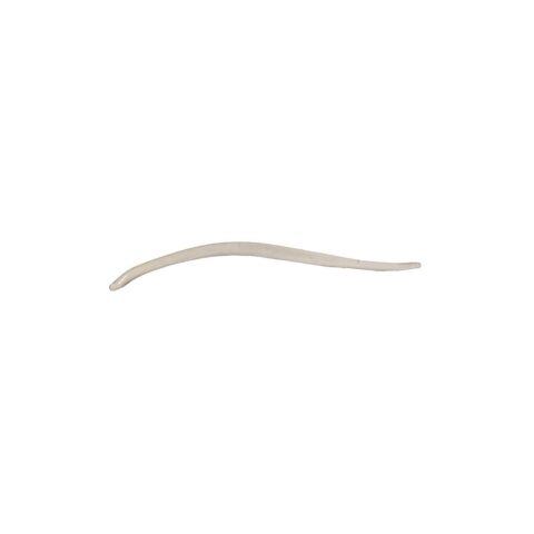 Real Weasel Baculum
