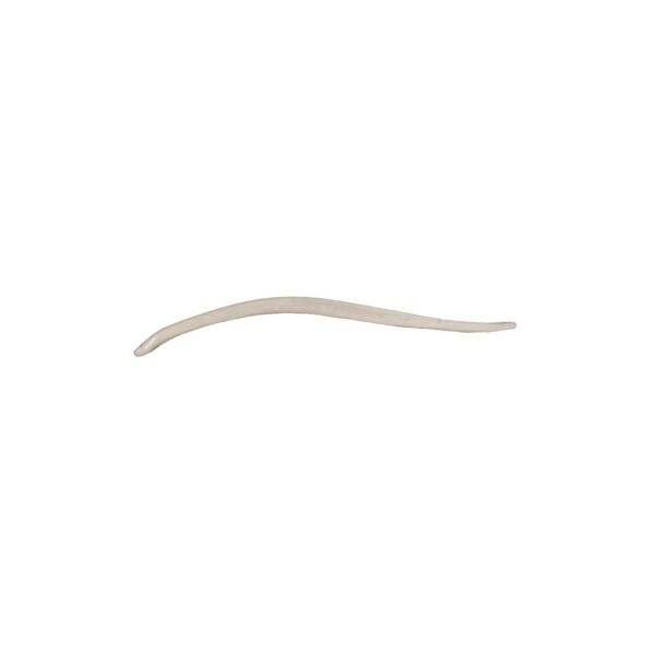 Real Weasel Baculum