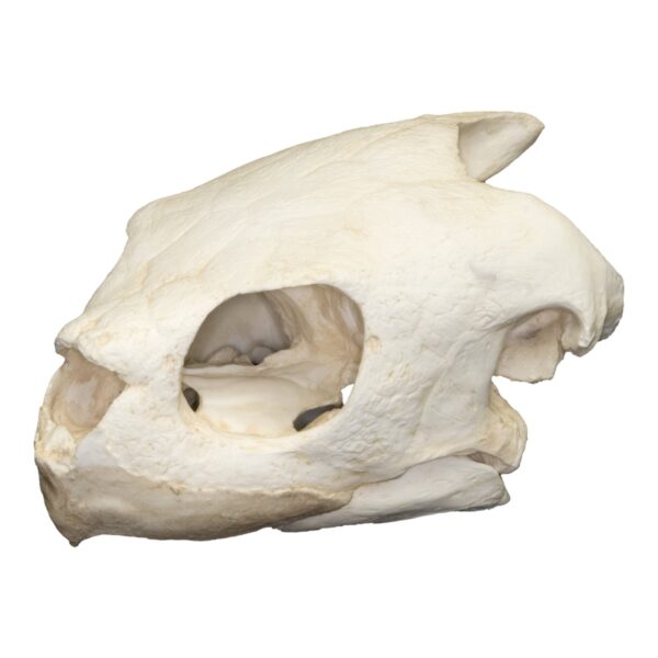 Replica Olive Ridley Sea Turtle Skull
