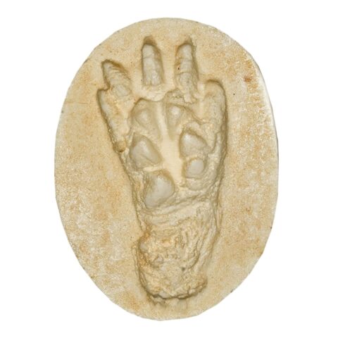 Replica American Opossum Negative Footprint