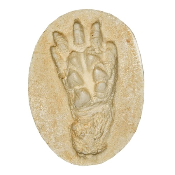 Replica American Opossum Negative Footprint
