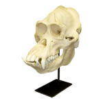Replica Bornean Orangutan Skull – Male
