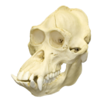 Replica Bornean Orangutan Skull – Male