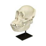 Replica Bornean Orangutan Skull – Female