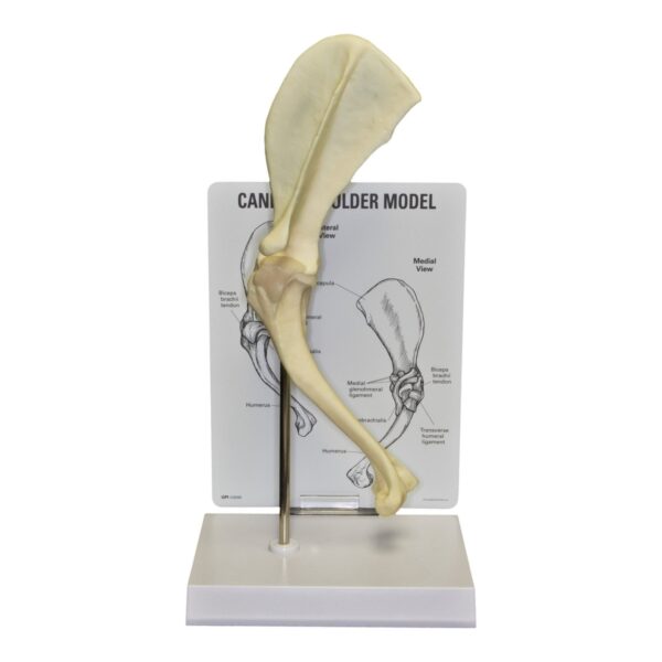 Replica Veterinary Canine Model – Shoulder – 403.0066 g