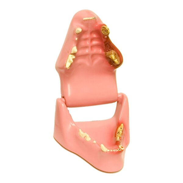 Replica Veterinary Feline Model – Jaw
