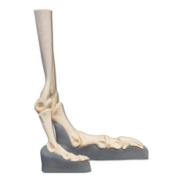 Replica Ostrich Foot – Articulated on Base