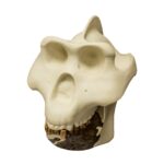Replica Gigantopithecus Skull