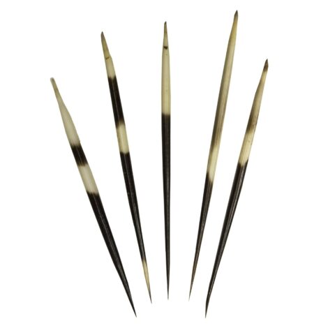 Real African Crested Porcupine Quill - Small (3.0-4.4")