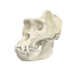 Replica Lowland Gorilla Skull – Large