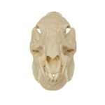 Replica Peccary Skull