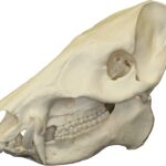 Real Peccary Skull