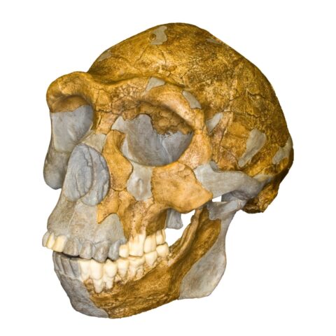 Replica Peking Man Skull - 899.0154 g