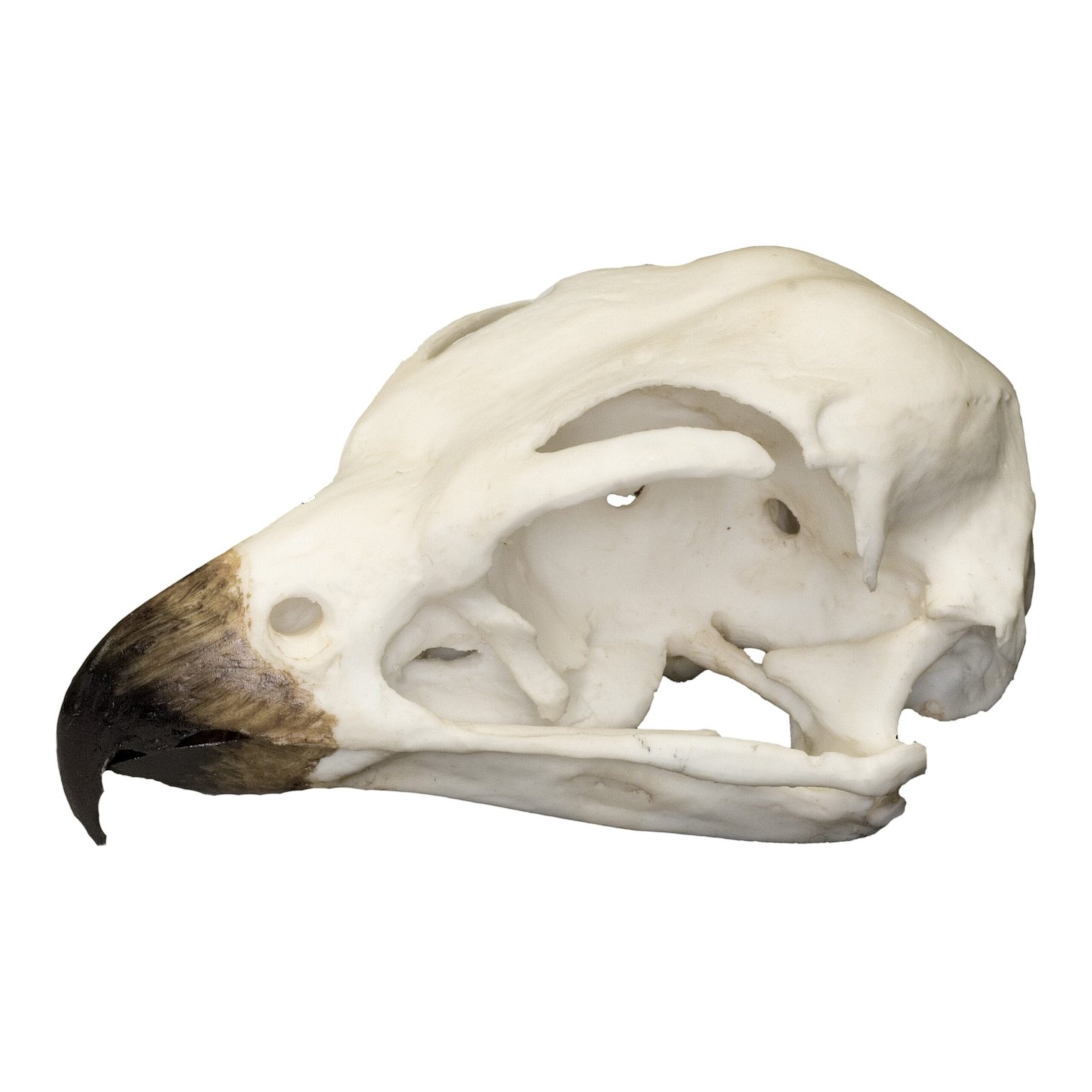 Replica Peregrine Falcon Skull