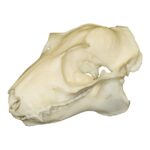 Replica Philippines Flying Lemur Skull