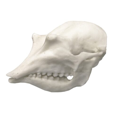 Replica Pink Fairy Armadillo Skull
