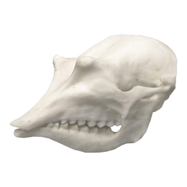 Replica Pink Fairy Armadillo Skull