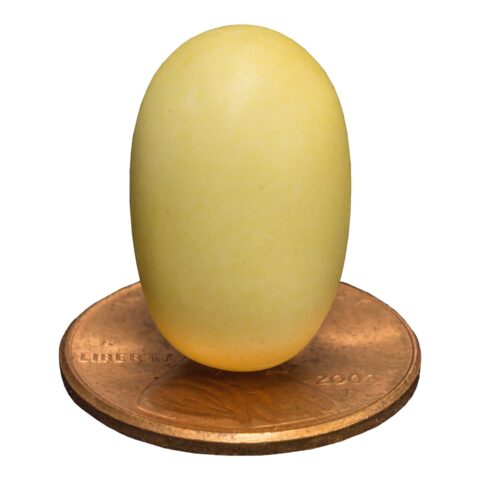 Replica Platypus Egg (19mm)