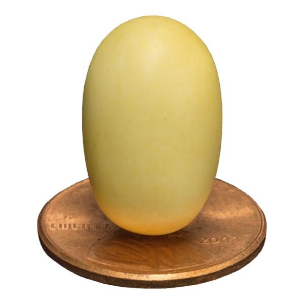 Replica Platypus Egg (19mm)