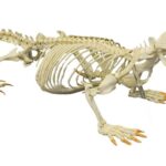 Replica Platypus Skeleton