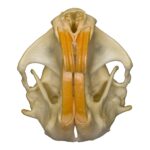 Real Plains Pocket Gopher Skull