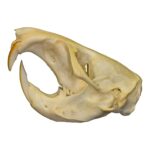 Real Plains Pocket Gopher Skull