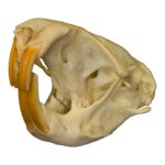 Real Plains Pocket Gopher Skull