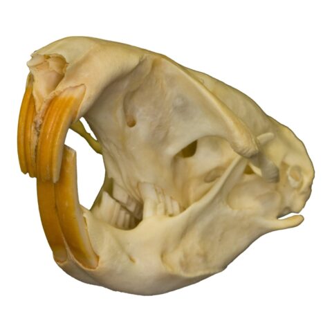 Real Plains Pocket Gopher Skull