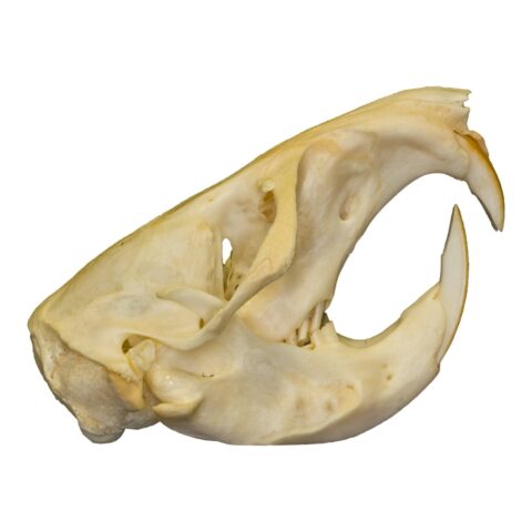 Real Plains Pocket Gopher Skull