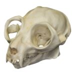 Replica Potto Skull