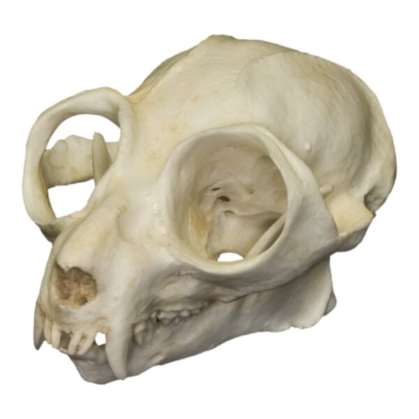 Replica Potto Skull