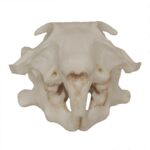 Replica Prairie Dog Skull