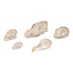 Comparative Skull Kit – Predator and Prey