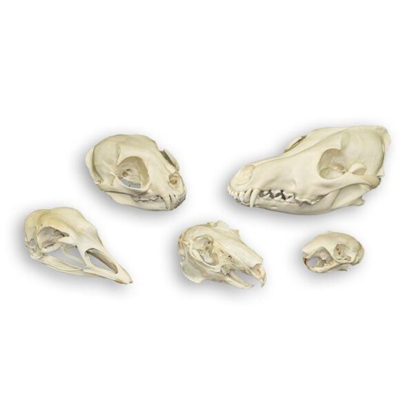 Comparative Skull Kit – Predator and Prey