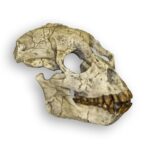 Replica Proconsul Skull – 453.5924 g