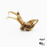 Pronghorn Skull Replica – 1:12 Scale