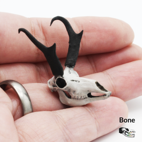 Pronghorn Skull Replica - 1:12 Scale