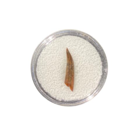 Pterosaur Tooth Display Box