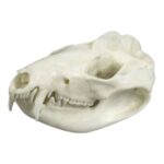 Replica American Opossum Skull – Economy
